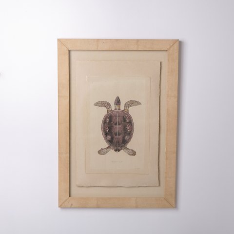 Estampe représentant une tortue dans un cadre des années 1980